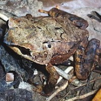 katak bertanduk