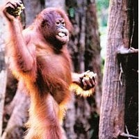 Orang Utan