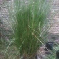 Rumput Vetiver