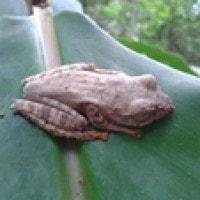 Cehai Pohon