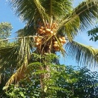 Kelapa Genjah Kuning