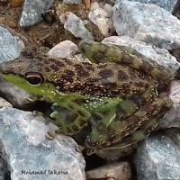 staurois natator sebagai bioindikator