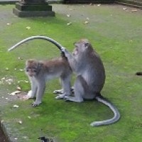 Monyet ekor panjang