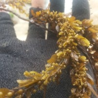 Rumput Laut Coklat