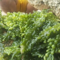 rumput laut