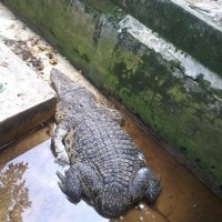Buaya Buntung