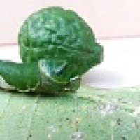 Ulat hijau penghuni daun bunga kamboja