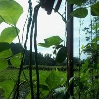 Kacang Panjang