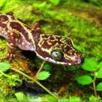 Spesies Baru Cicak dari Pegunungan Mekongga