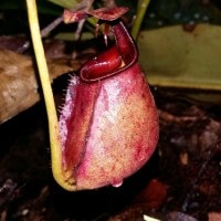 Entuyut (Kalimantan Barat)