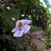 Bunga Ungu Rambat, Thunbergia