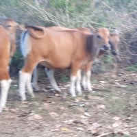 Sapi Bali