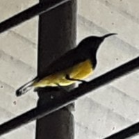 Burung Madu Sriganti
