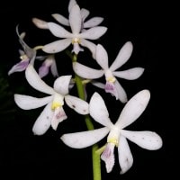 Anggrek Dipodium pictum