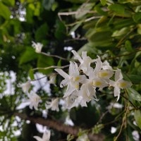 Anggrek Pengobat Kanker