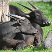 Anoa