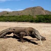 Komodo
