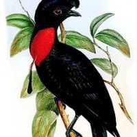 Burung Umbrella berleher telanjang