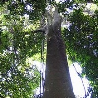 Jelutung atau pulai nasi atau melabuai (sumatera).