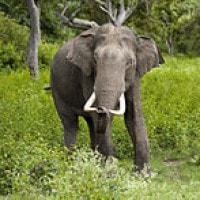 Gajah INDIA