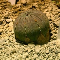euporbia bola baseball