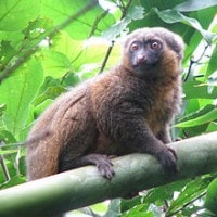 Lemur Bambu besar