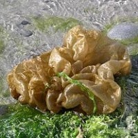 Leathesia difformis