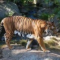 harimau indocina
