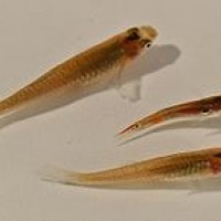 Ikan Gupi