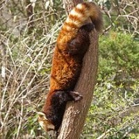 panda merah