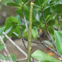 Bakau kurap