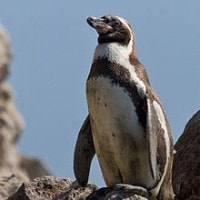Penguin humboldt