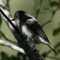 Tingkah laku Honeyguide