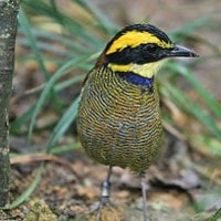 Burung Pacat Bukit