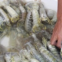 Udang Lipan