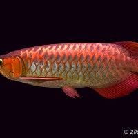 Ikan Arwana Merah