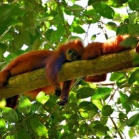 Lutung merah