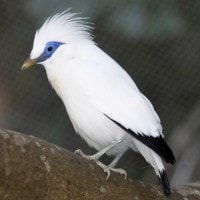 Jalak Bali