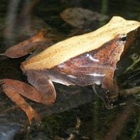 Katak Darwin