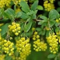 Berberis vulgaris