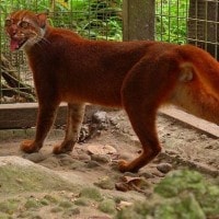 Kucing Merah