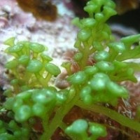 Caulerpa peltata