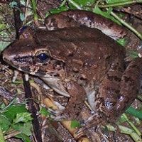 Katak Batu endemik indonesia