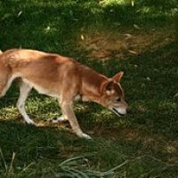 Anjing Liar Papua