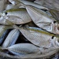 Ikan Selar