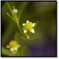 Ranunculus abortivus