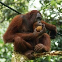 Orang Utan