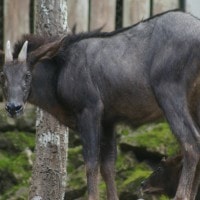 Kambing Hutan Sumatra