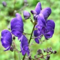 Aconitium Napellus