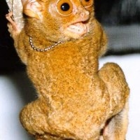 Tarsius